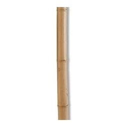 Tuteur en bambou naturel 40cm - VERDEMAX
