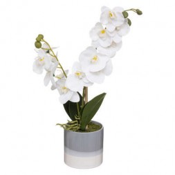 Orchidée en pot réactive 45cm